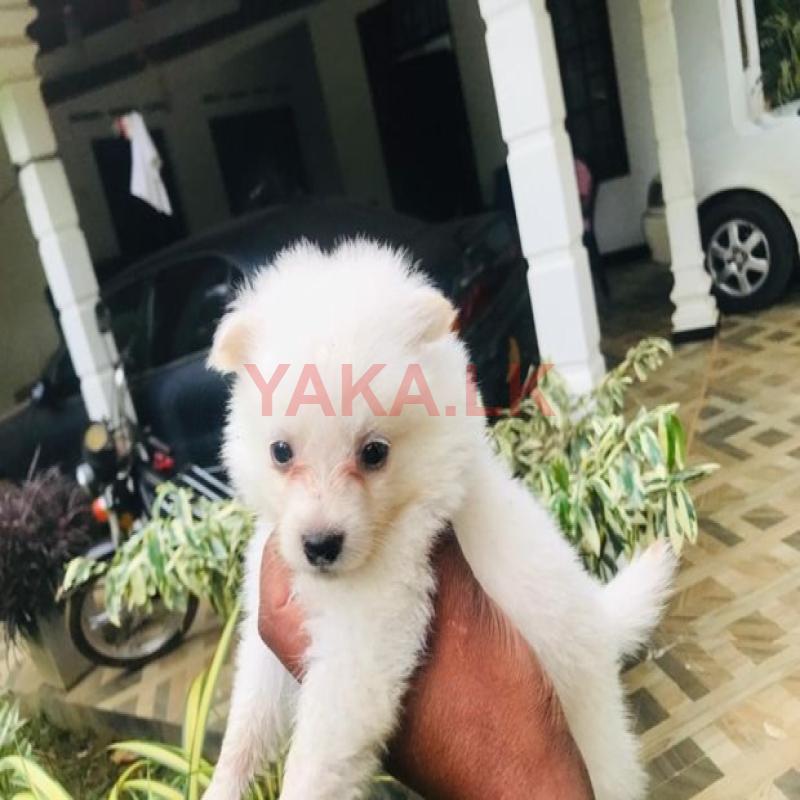 Lion Pomeranian