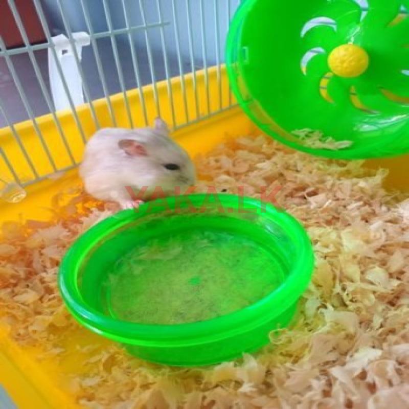 Golden Hamster
