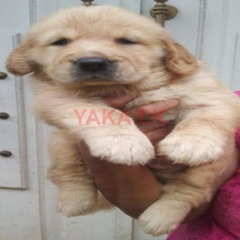 Golden Retriever Puppies