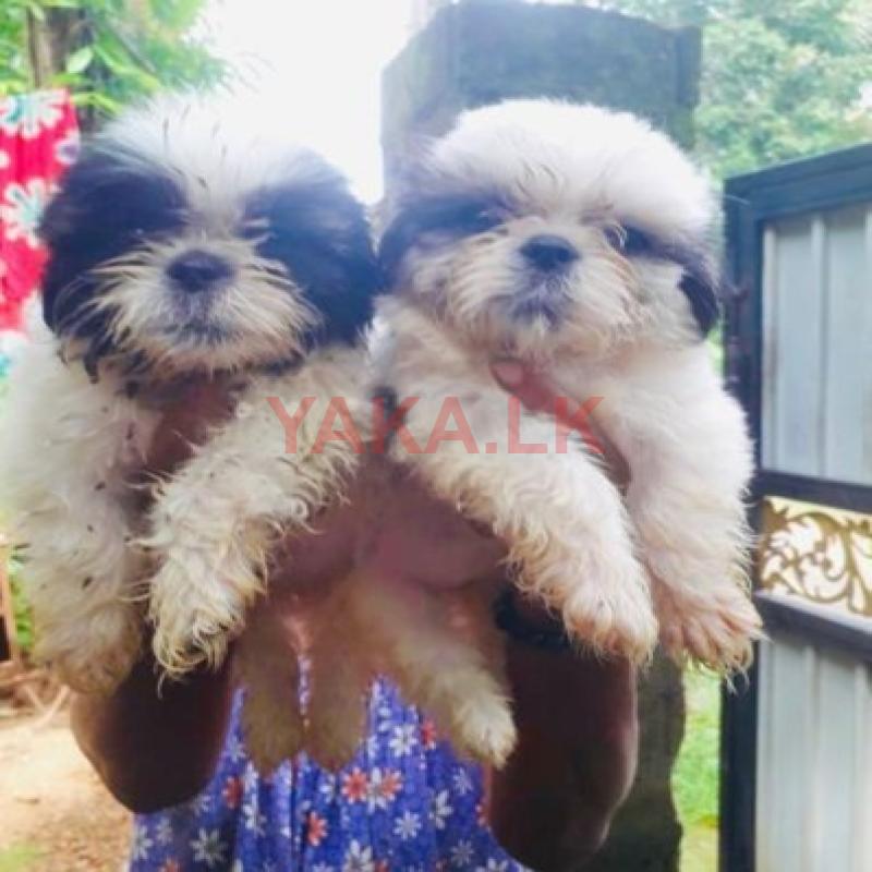 Shih Tzu Puppies