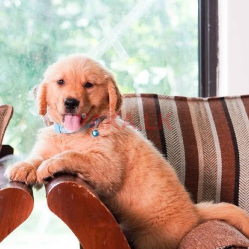 Golden Retriever Puppies