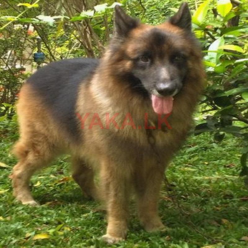 German Shepherd Male Dog