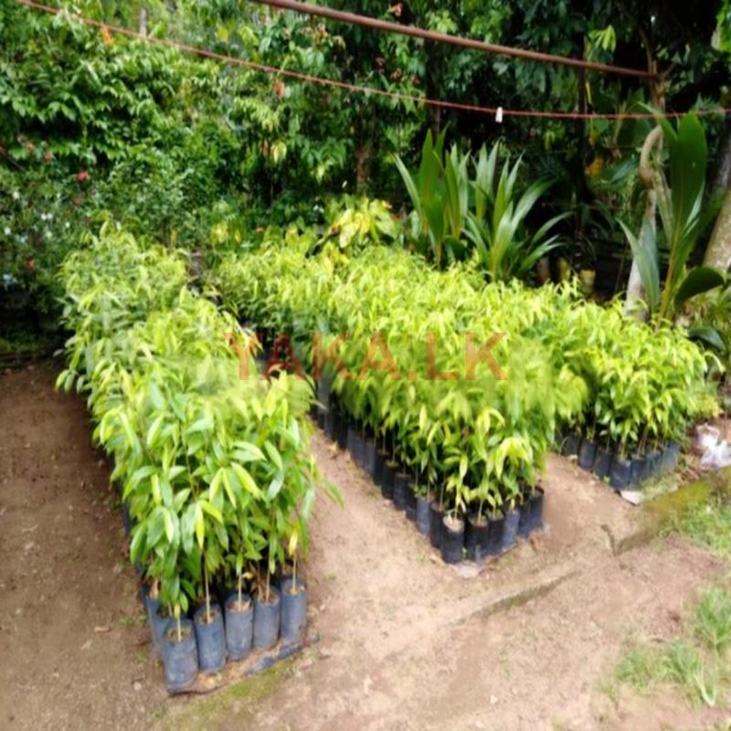 අගාවුඩ් පැළ