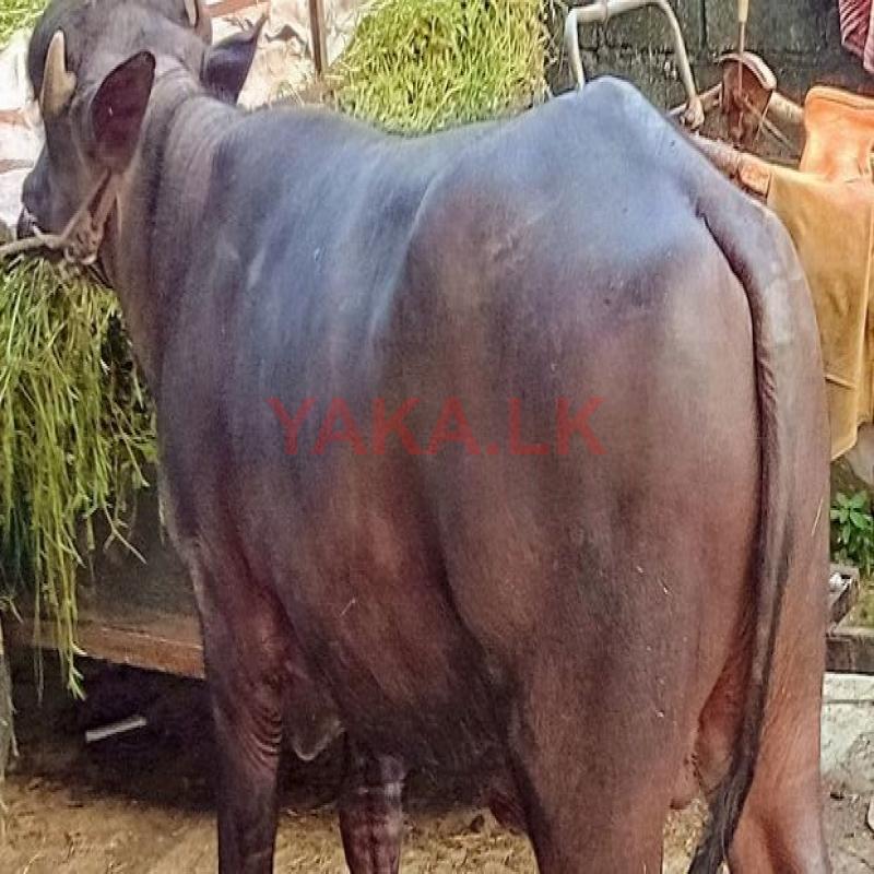 මී වස්සෙක්