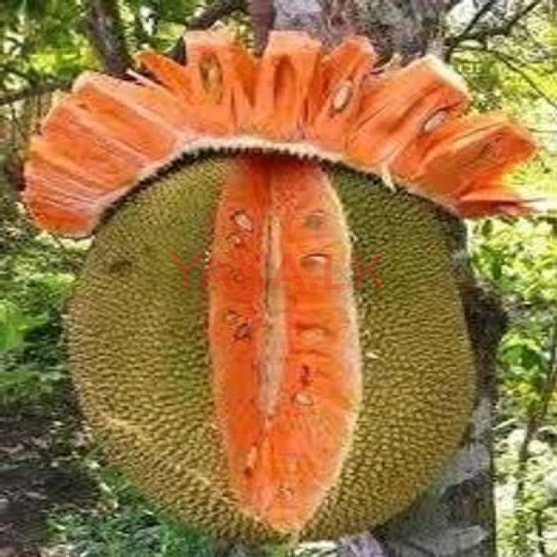 හයිබ්‍රිඩ් ගිනිවරකා පැළ