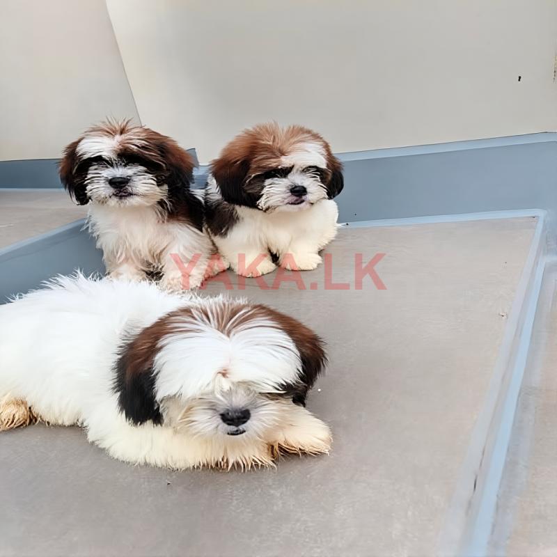 Shih Tzu Puppies