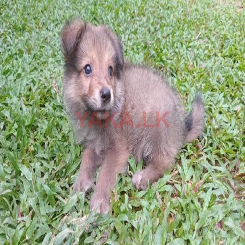 German Shepherd Puppy