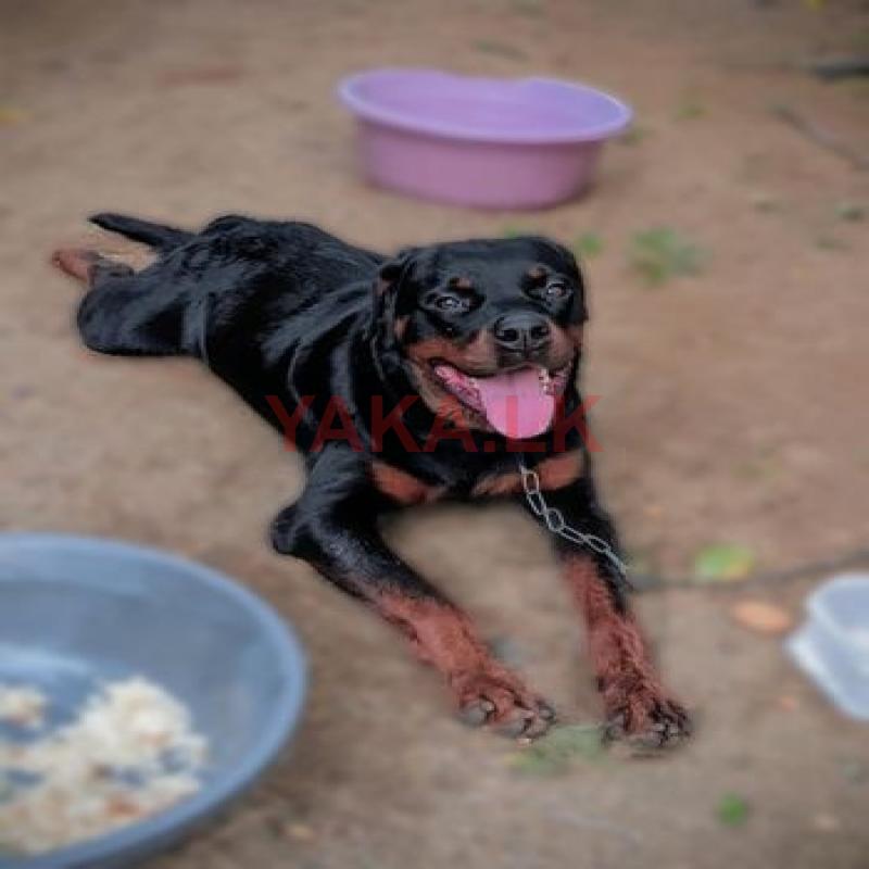 Rottweiler Dog