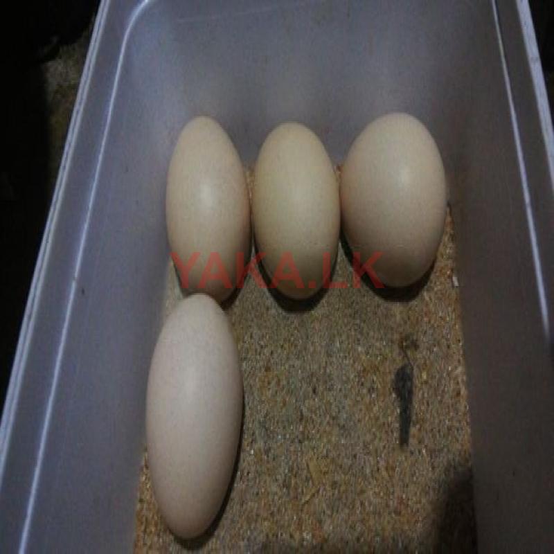 බැන්ටම් බිත්තර