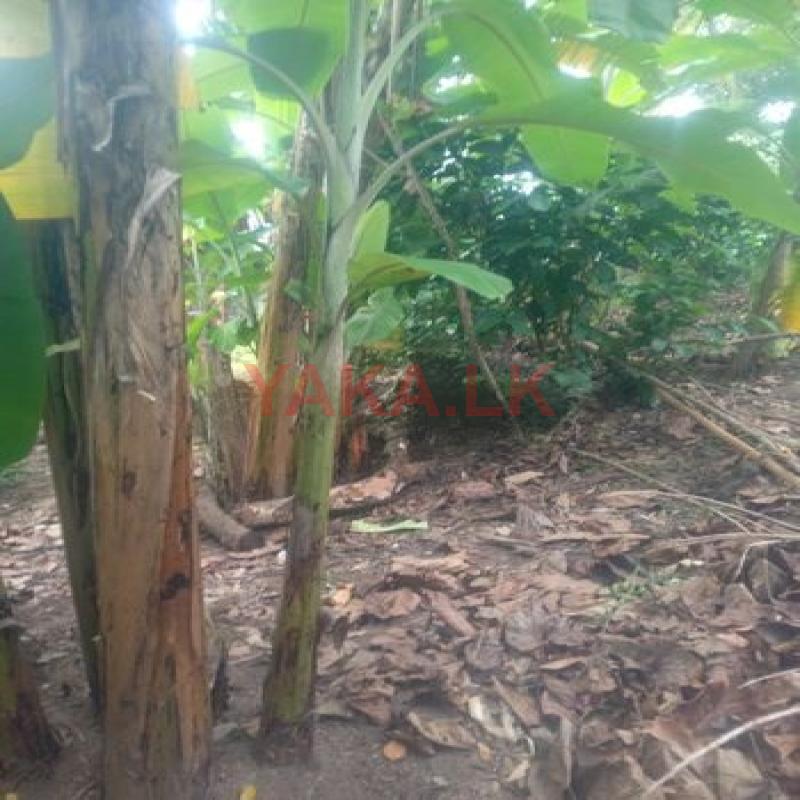 Banana Plants (කෙසෙල් පැල)