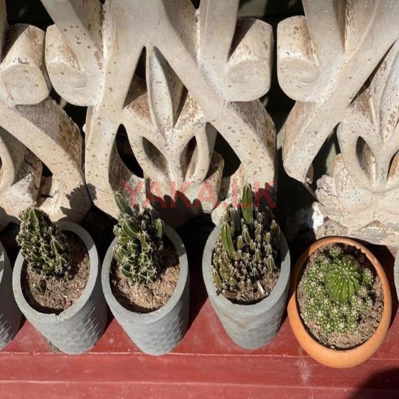 Cactus Plants