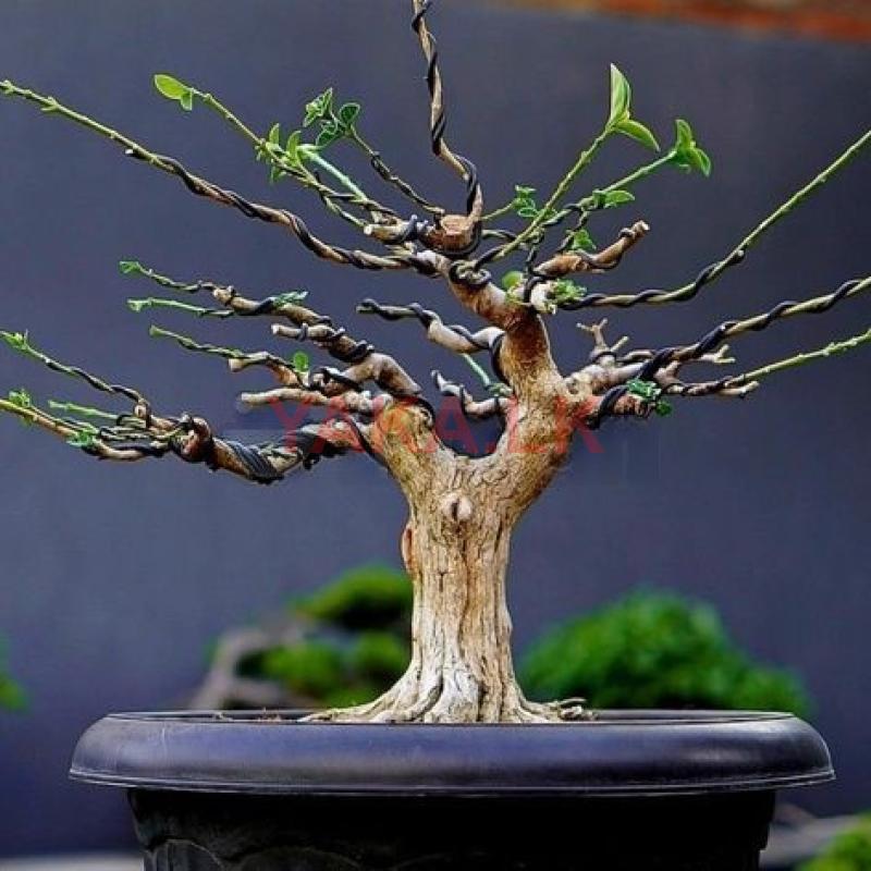 Pre Bonsai Plant