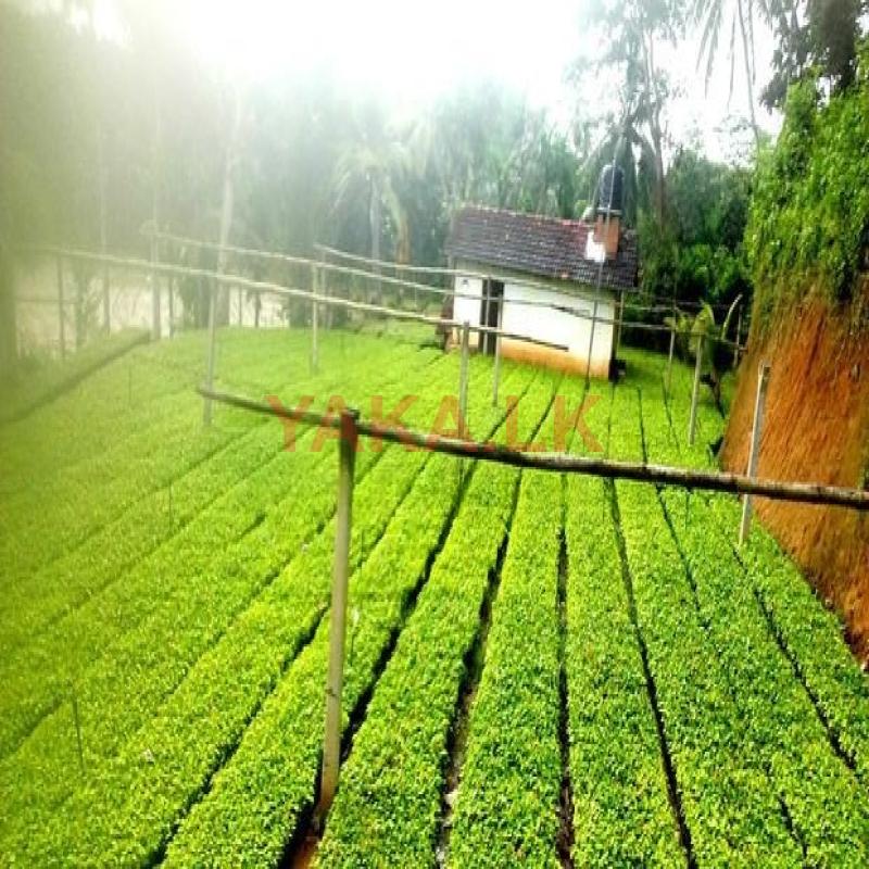 කුරැදු පැල