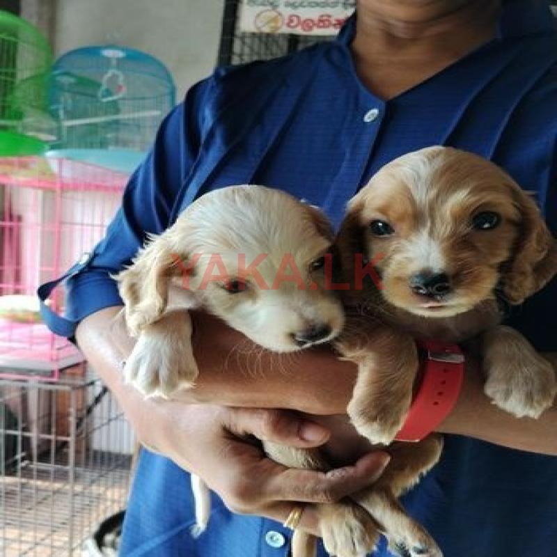 Cocker Spaniel Puppies