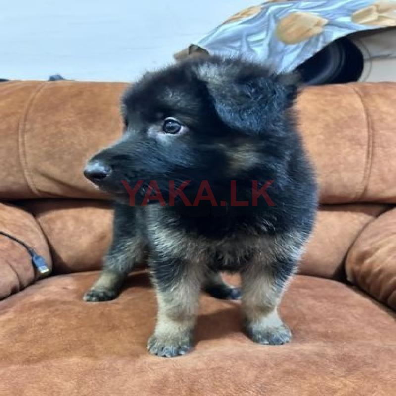 German Shepherd Puppy