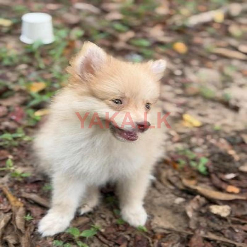 Lion Pomeranian Puppy