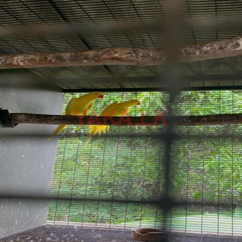 Ringneck yellow pair