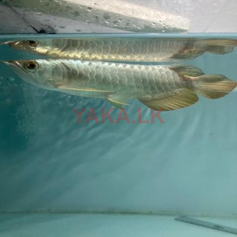 Golden Arowana Fish