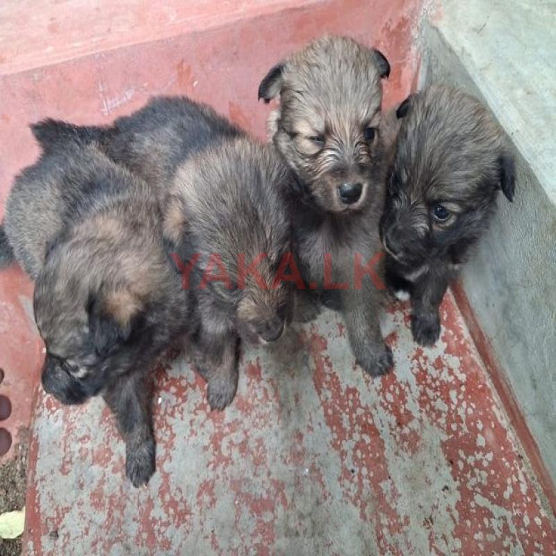 Lion Pomeranian Puppies