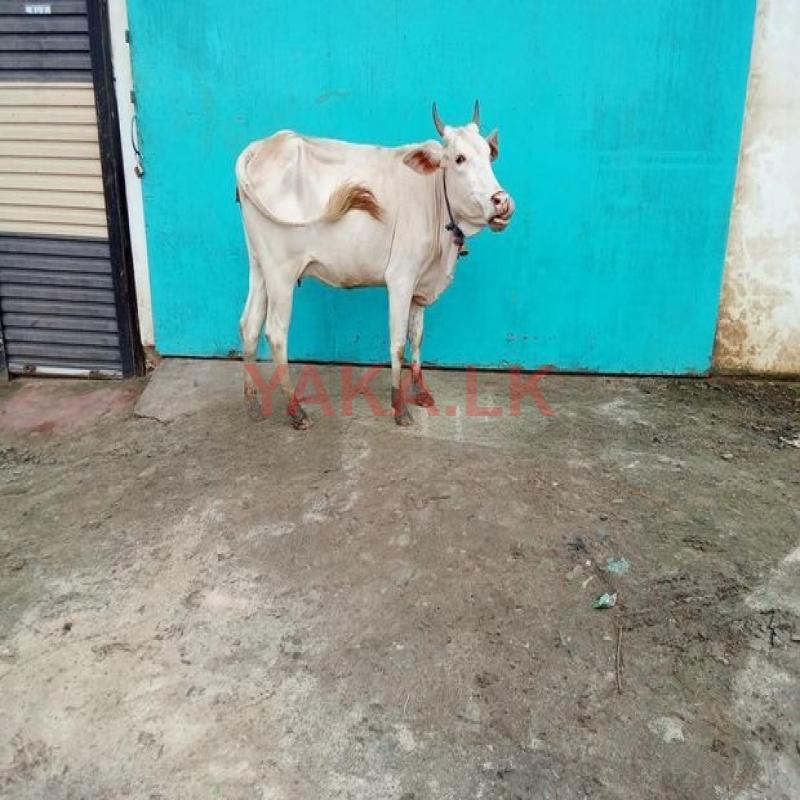 மாடு Farm Cow