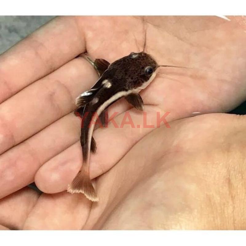 Red Tale Cat Fish 2 inch