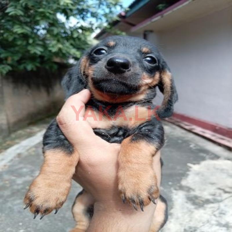 Dachshund Puppy