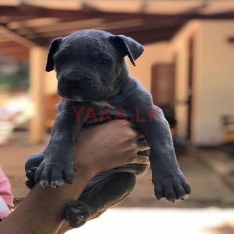 Cane Corso Puppies