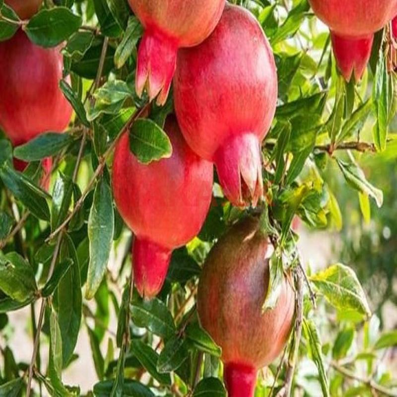 Pomegranates Fruit