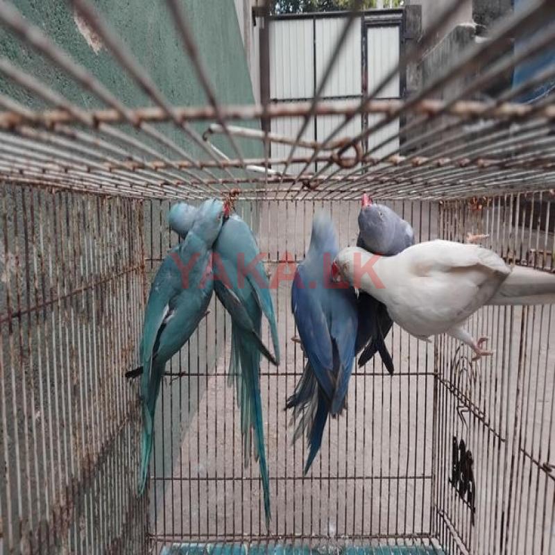 Ring Necks
