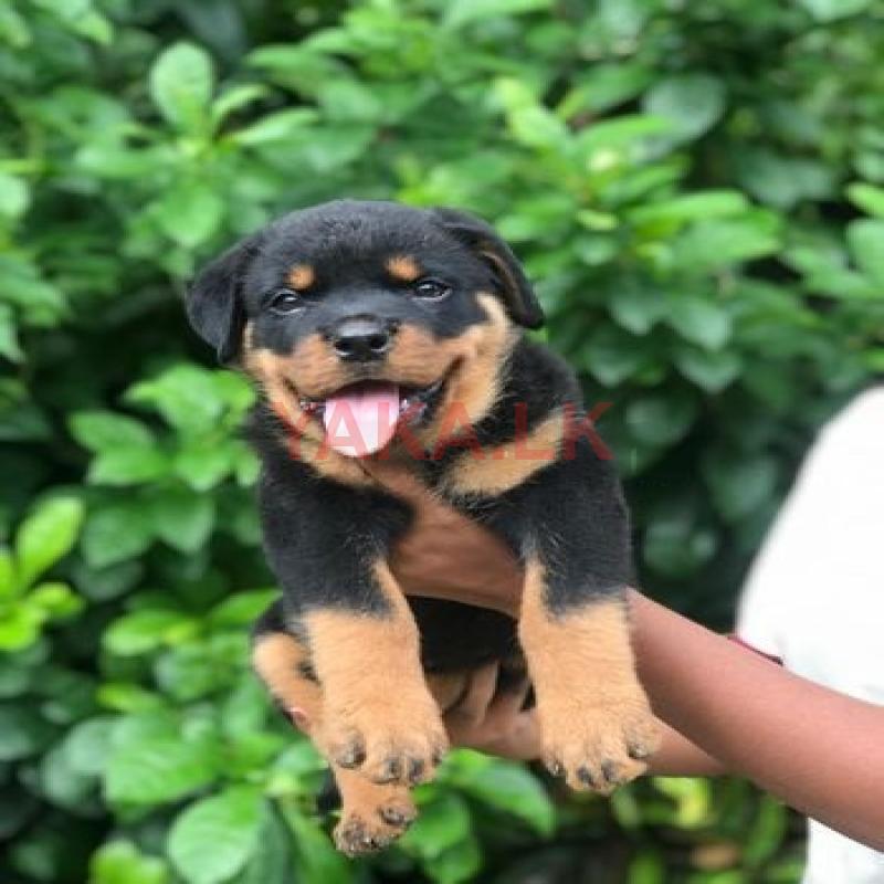 රොට්වයර් පැටවු