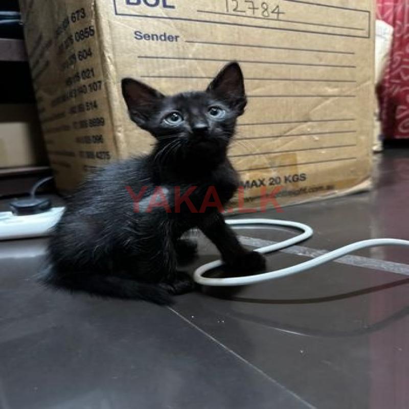 Kittens Looking for A Kind Home