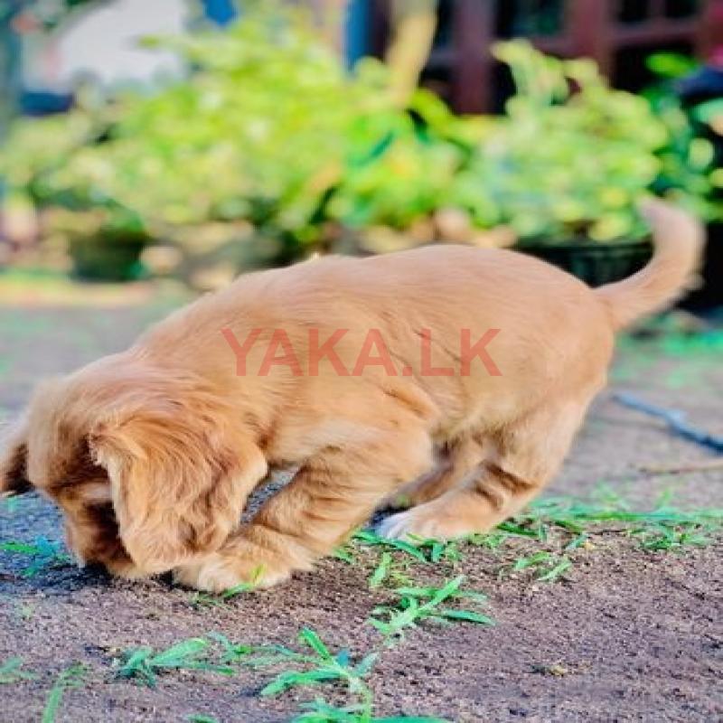 Cocker Spaniel Puppy