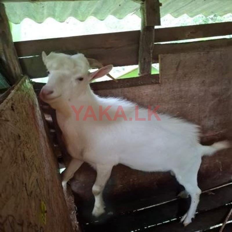 සහානාන් එලුවෙක්