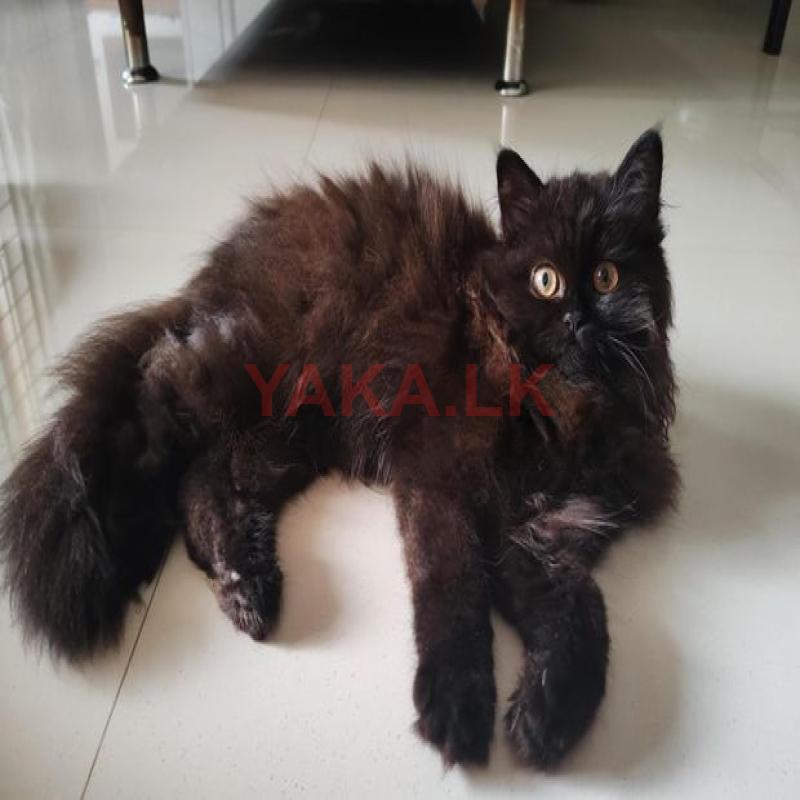 Persian Cat