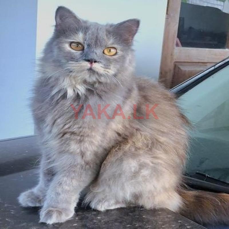 Persian Cat
