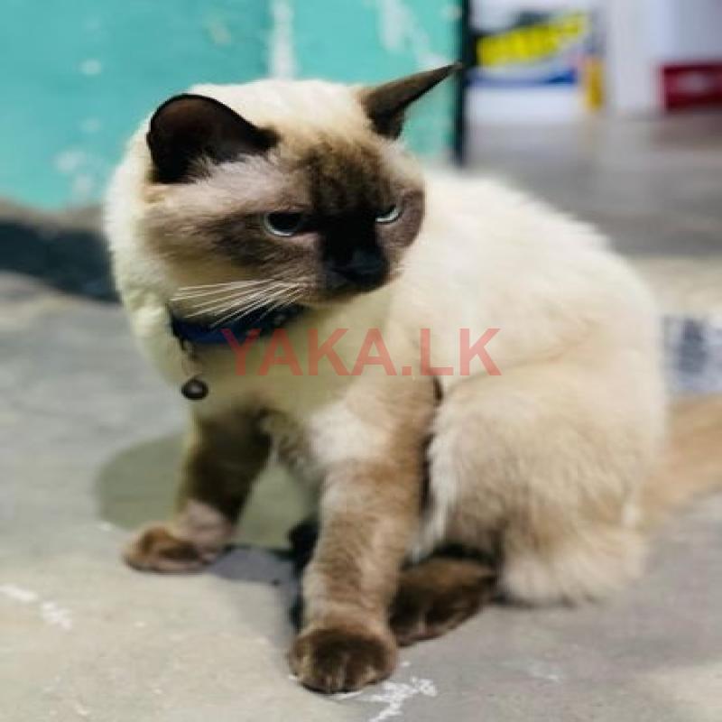 Himalayan Persian Cats