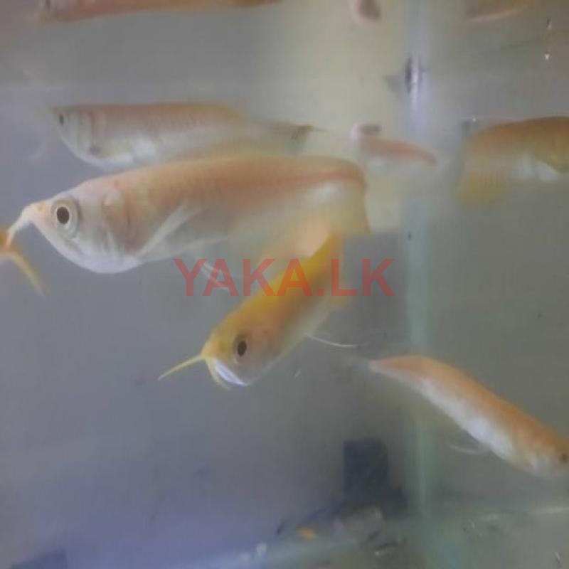 Albino Arowana Fish