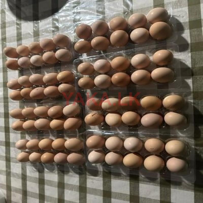 ගම් බිත්තර