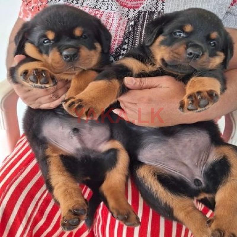 Rottweiler Puppies