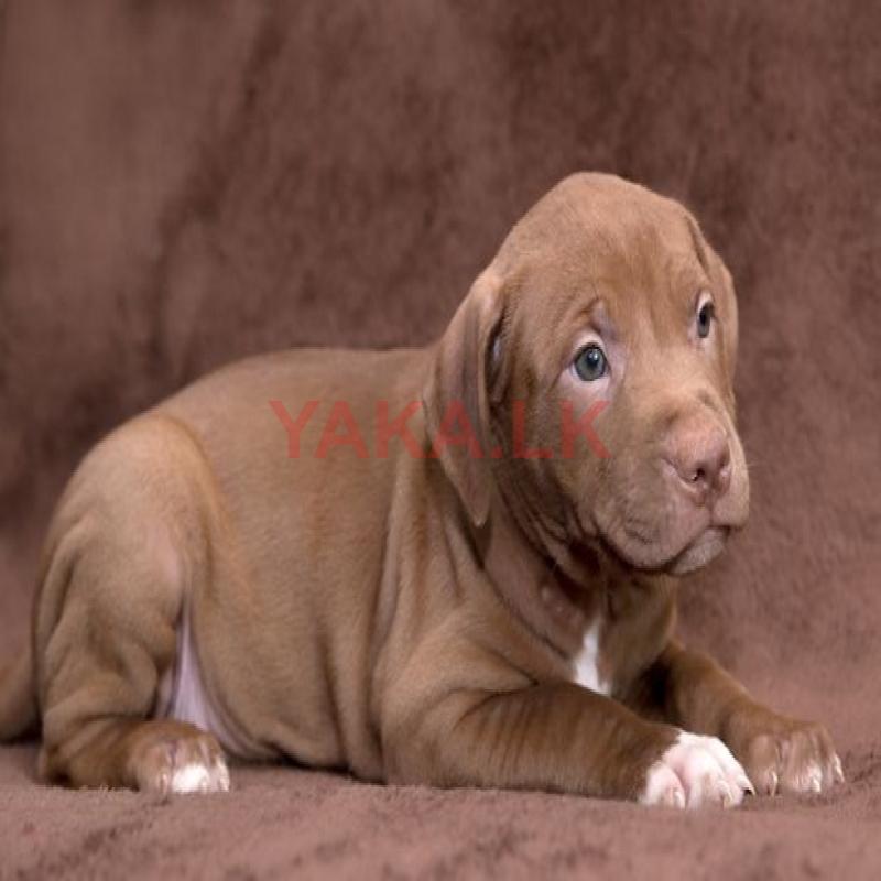 American Bully XL Puppies