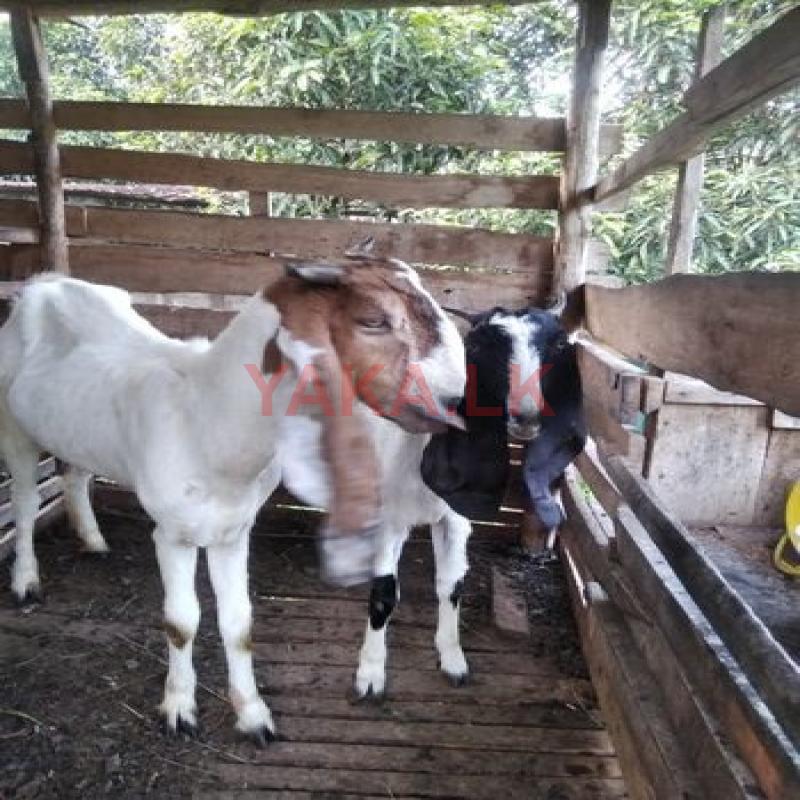 jamunapari එලු වැස්සියන්