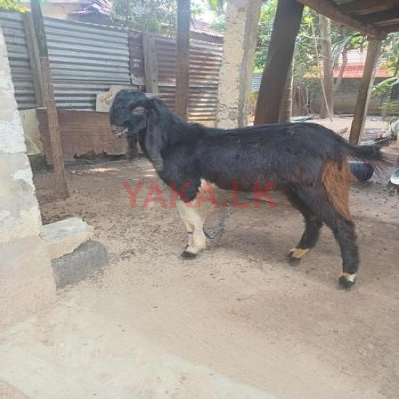 Jamunapari Goat