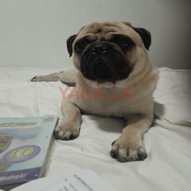 Pug Dog for Crossing