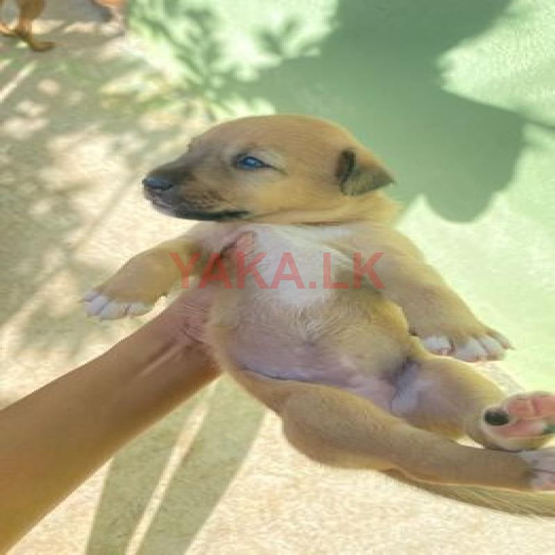 Puppies for Kind Homes