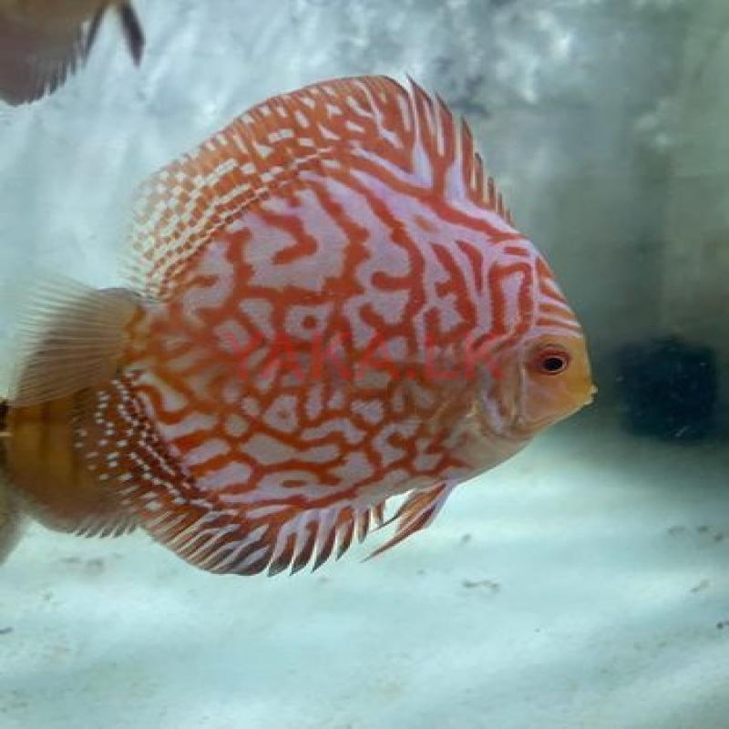 Discus Fish
