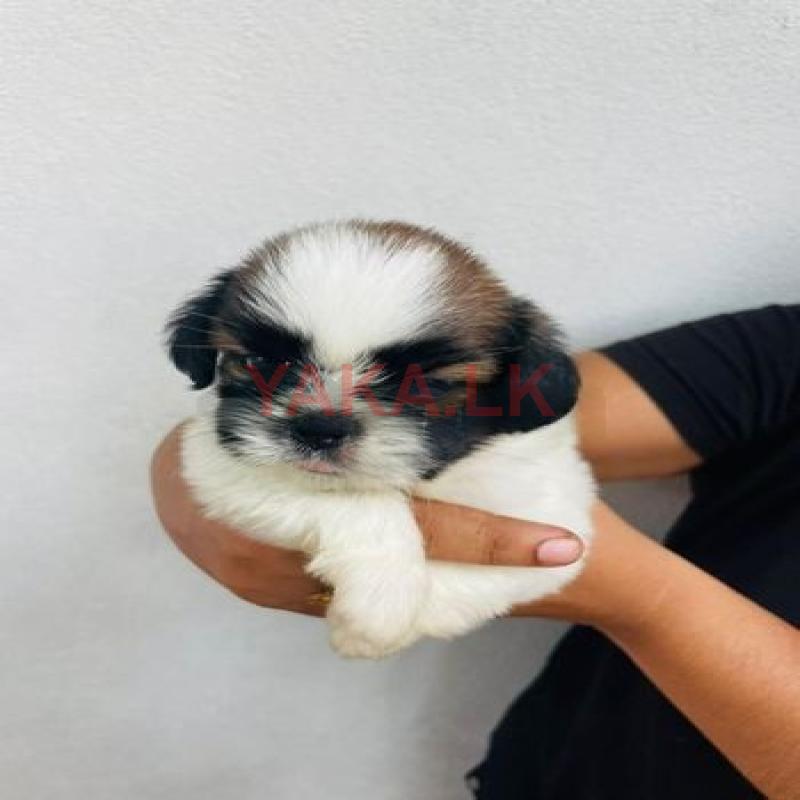 Shih Tzu Puppies