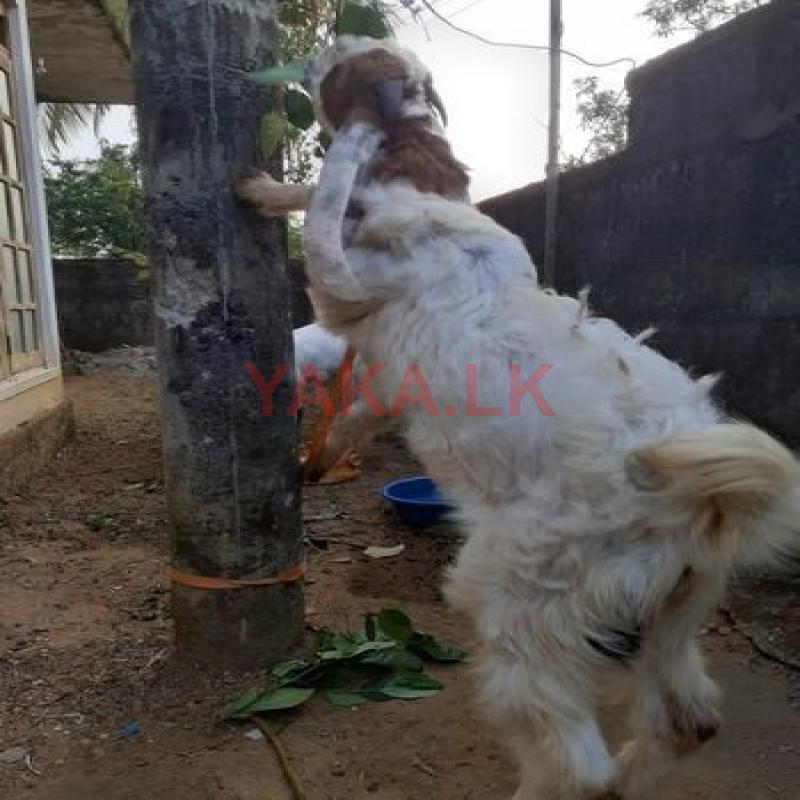 ජමුනා පාලි එලුවත්