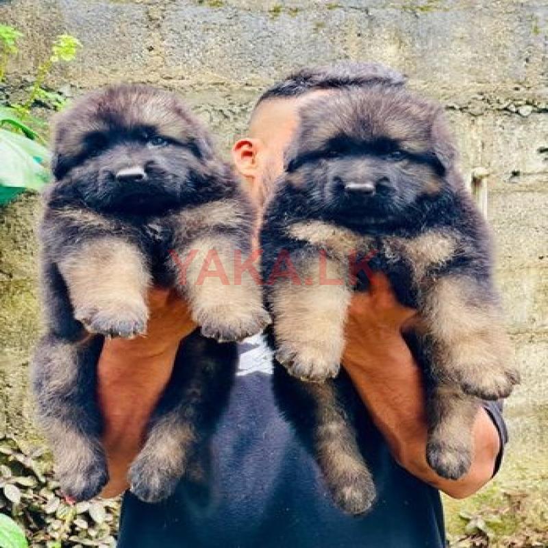German Shepherd Long Coat Puppies