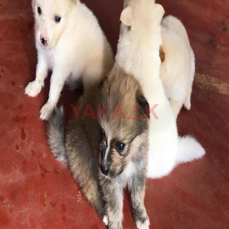 பொமெரியன்