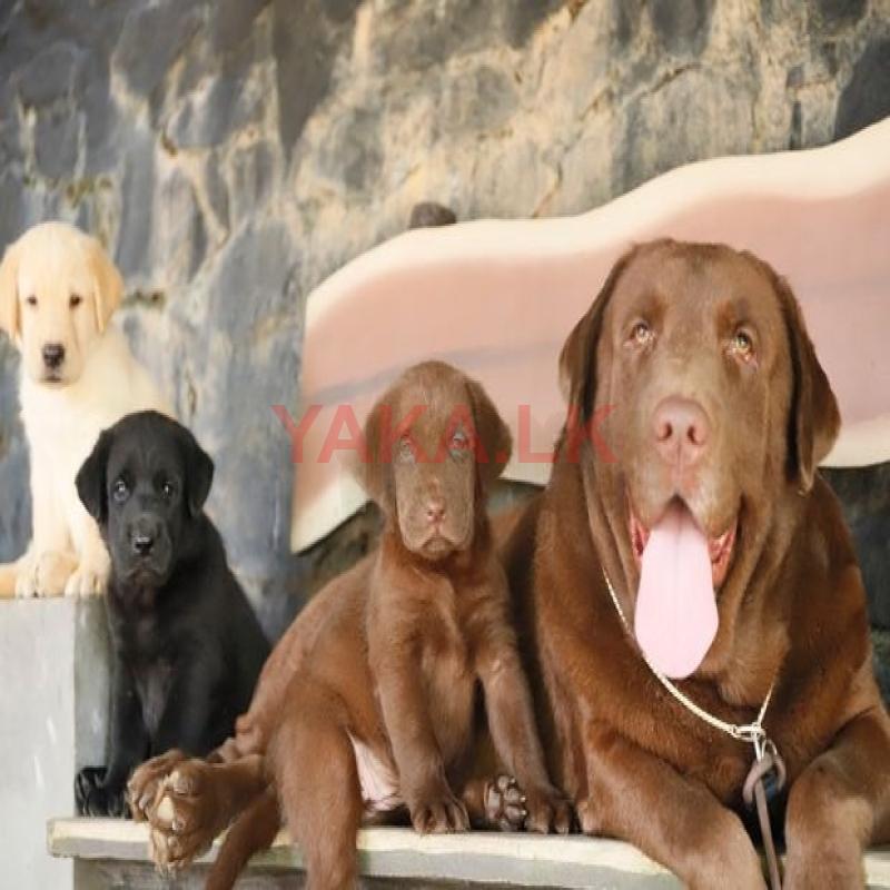 Labrador Puppies ( Golden yellow and Chocolate Brown )
